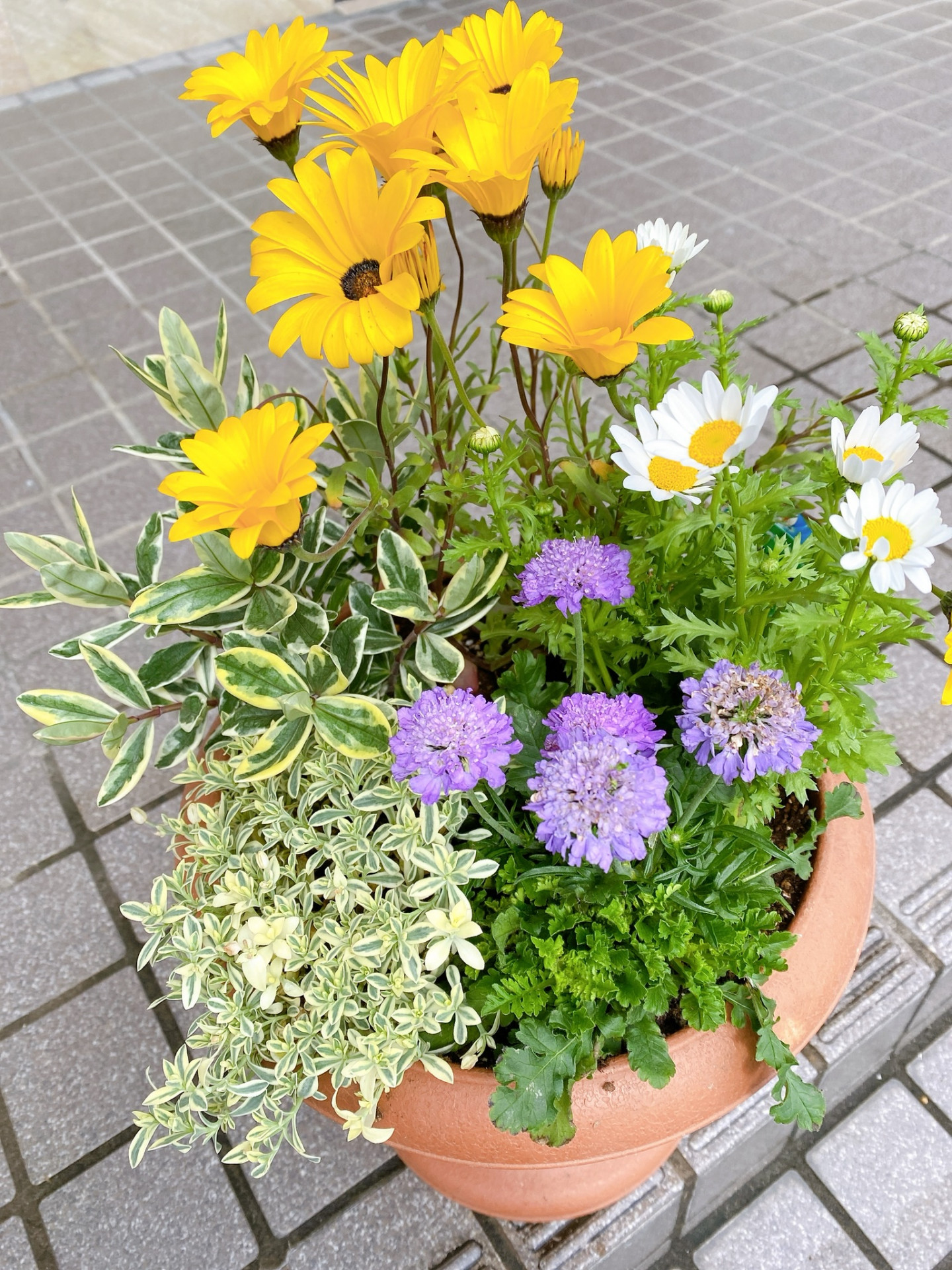 男性の方への寄せ植え?