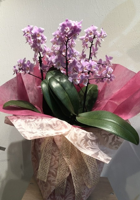 胡蝶蘭　サクラン