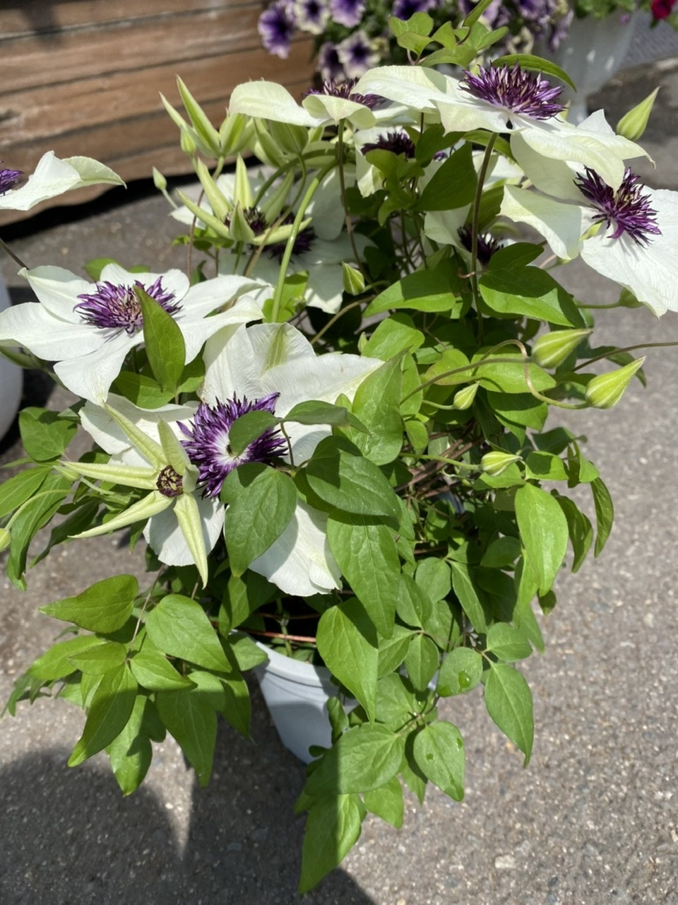 母の日　クレマチス