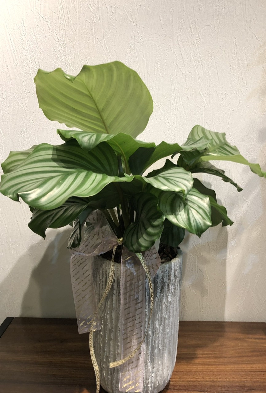 カラテア　ギフト