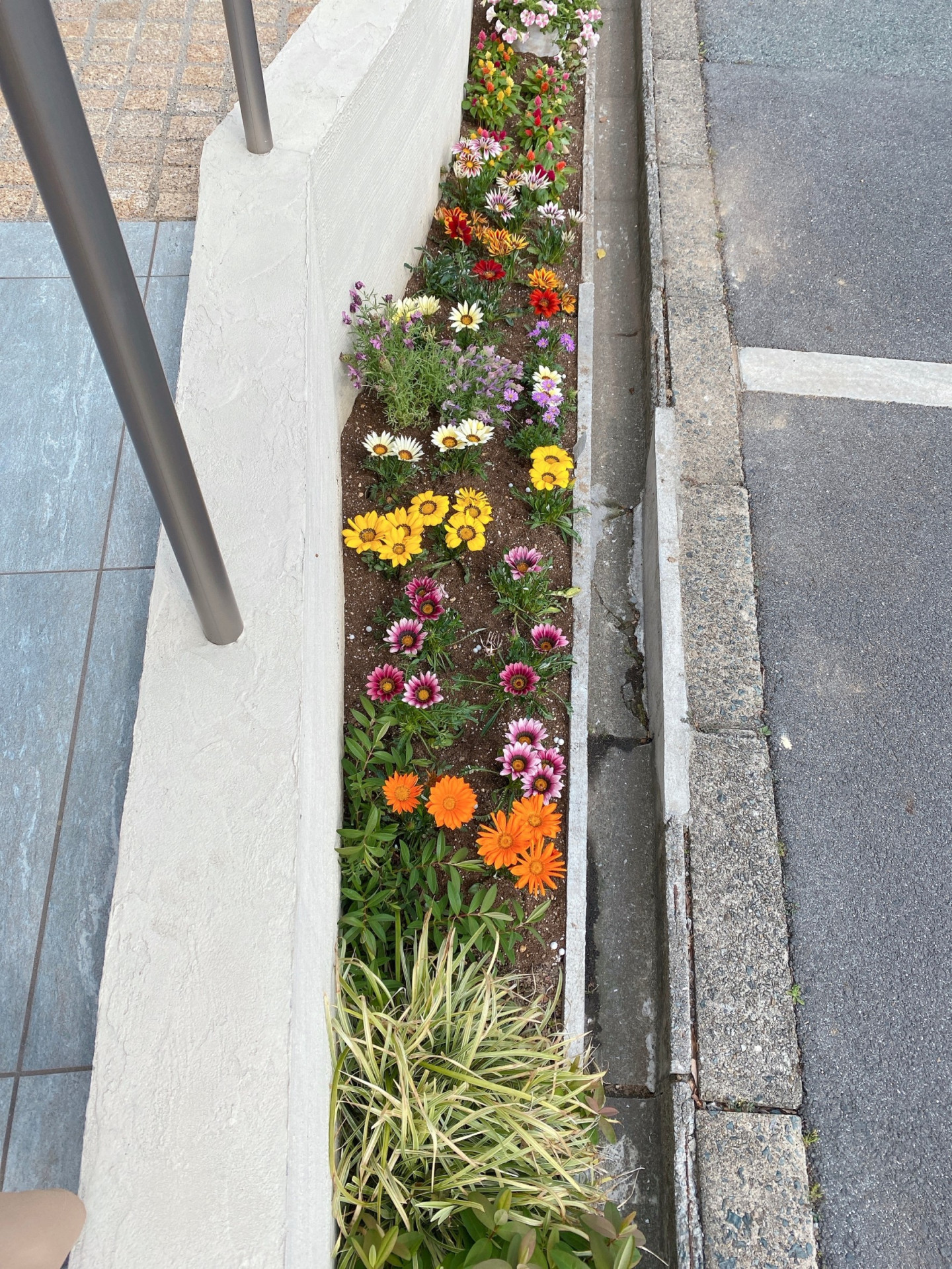 花壇　植え替え