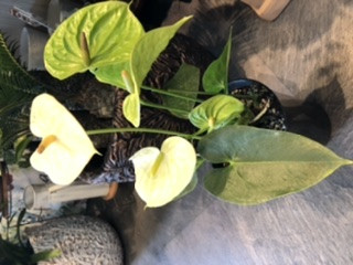 アンスリューム