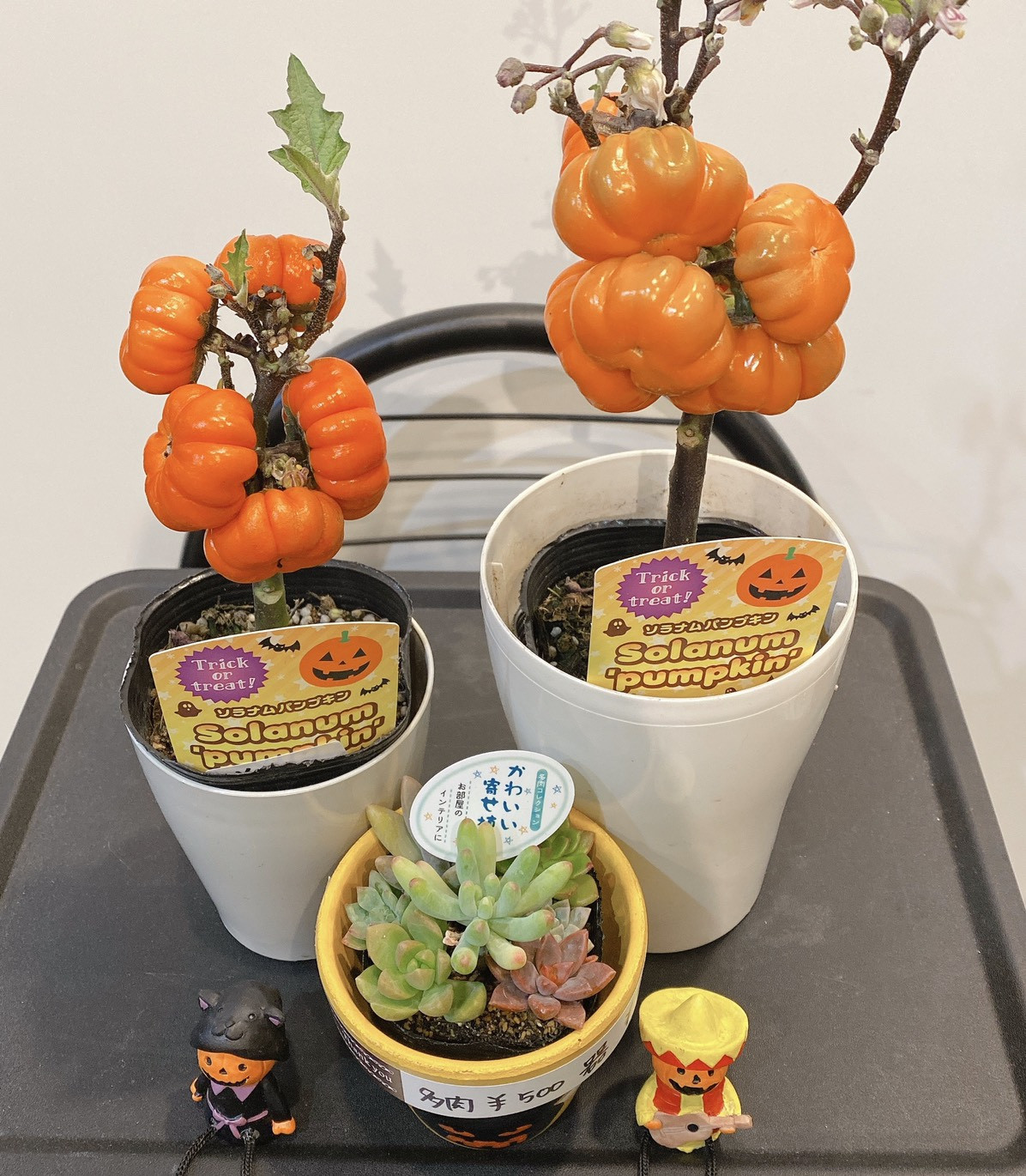 ソラナムパンプキン