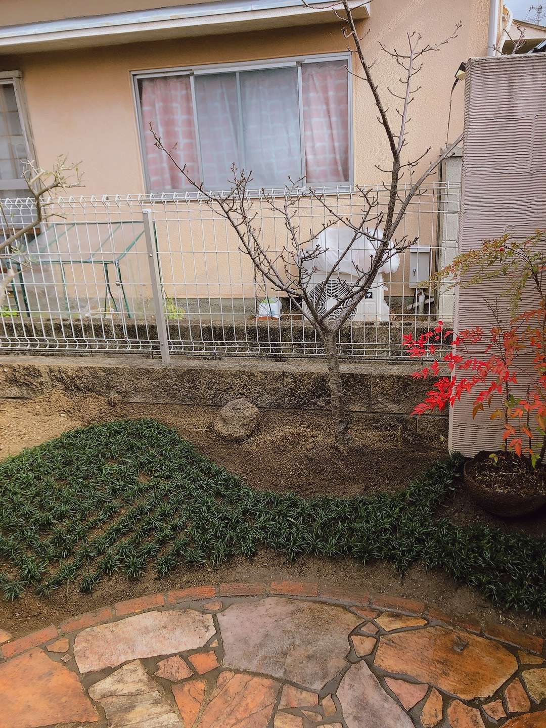 植栽　龍のヒゲ